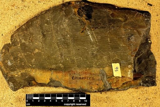 Calamites sp.