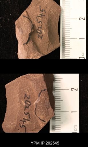 Holcoptera giebeli