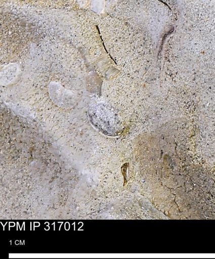 undet. Mollusca