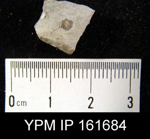 Plectambonites transversalis