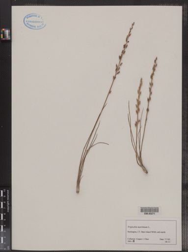 Triglochin maritima
