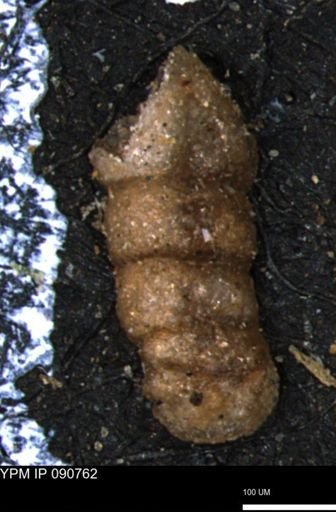 Ammobaculites euides