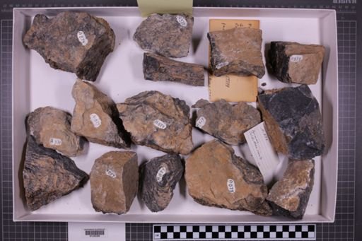 mixed taxa, stratigraphic collection