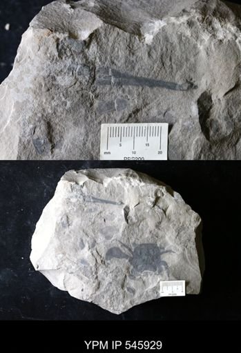 Eurypterus
