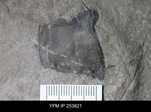 Eurypterida
