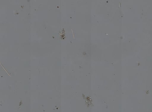 Didemnidae