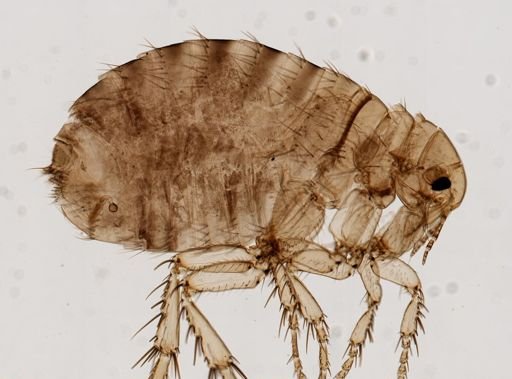 Pulex irritans