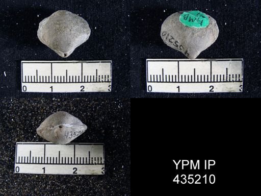 Athyris cf. capillata