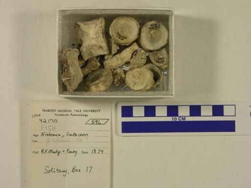undet. Actinopterygii