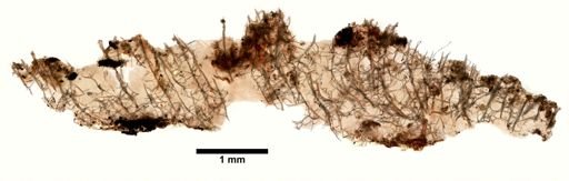 Haliclona canaliculata