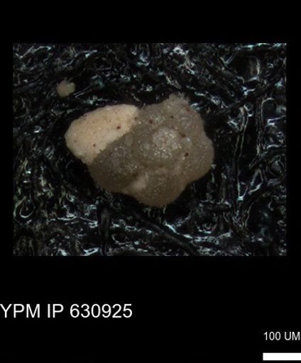 undet. Globigerinina
