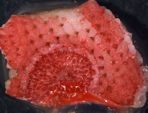 Diplosolen obelium