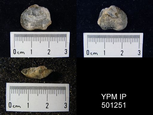 Pustula sp.