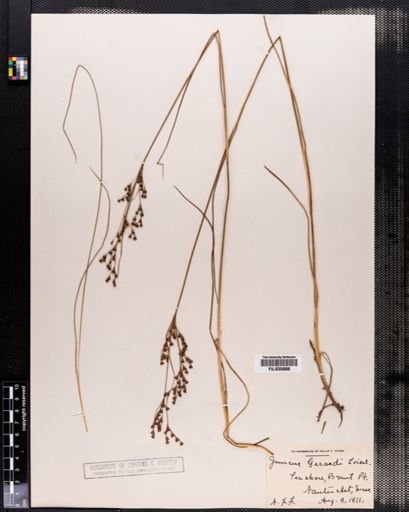 Juncus gerardii