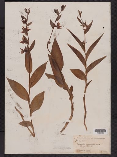 Serapias