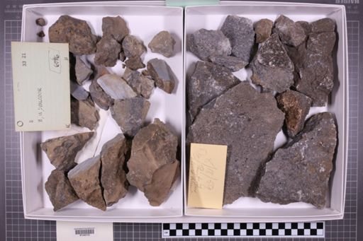 mixed taxa, stratigraphic collection