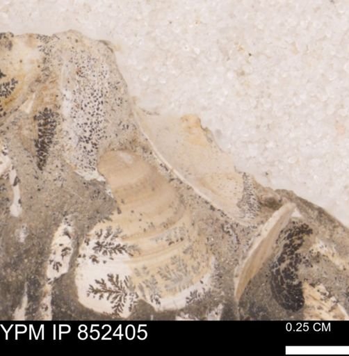 Limopsis striatopunctatus