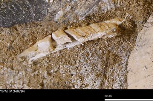 undet. Bivalvia