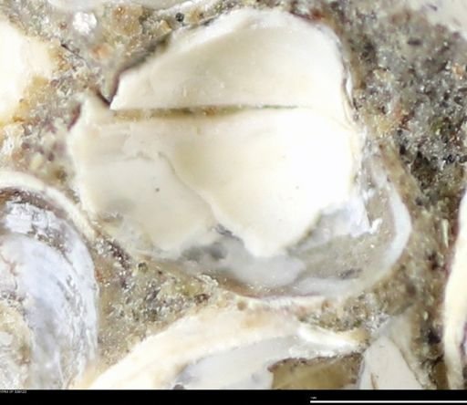 Corbulamella gregaria