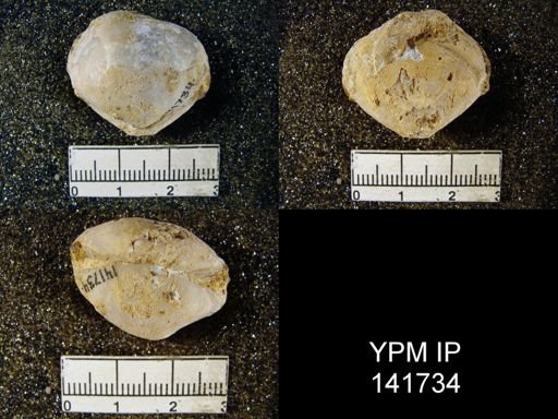 Athyris capillata