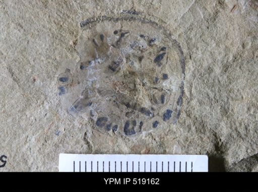 Microschedia sp.