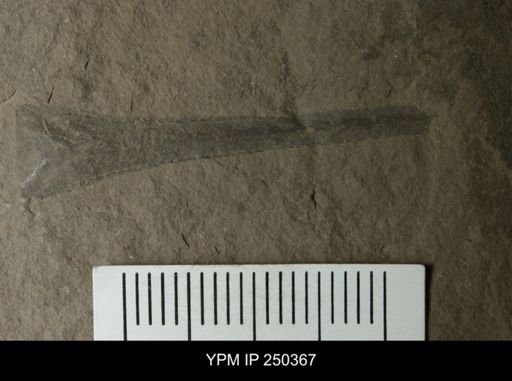Eurypterus remipes