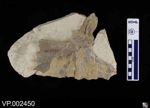 Pteranodon