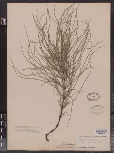 Equisetum arvense