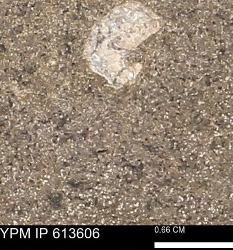 Scaphites sp.