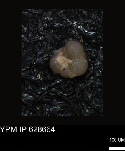 undet. Foraminiferida