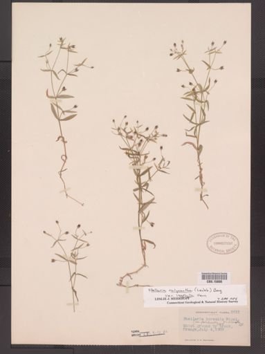 Stellaria calycantha