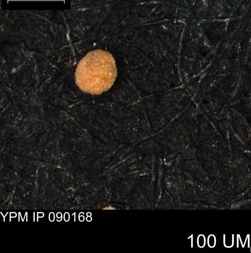 Foraminiferida