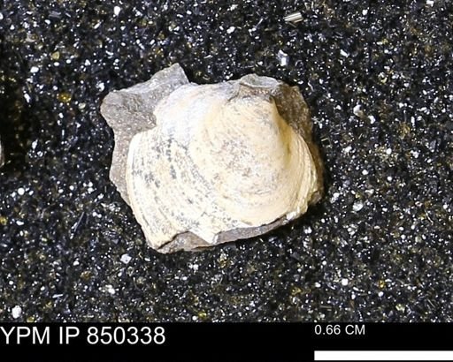 Limopsis striatopunctatus