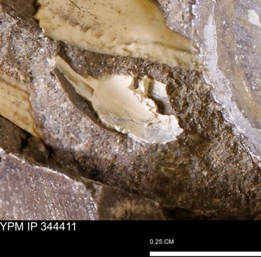 undet. Mollusca