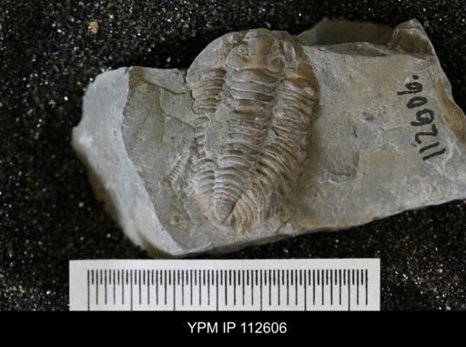 Calymene callicephala