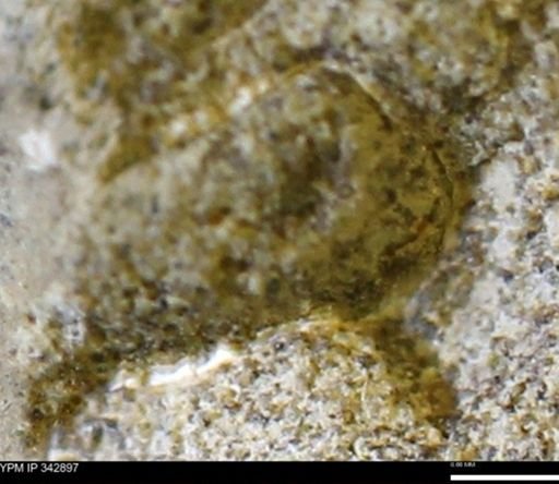 undet. Mollusca