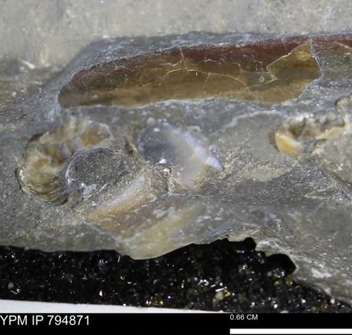 undet. Mollusca