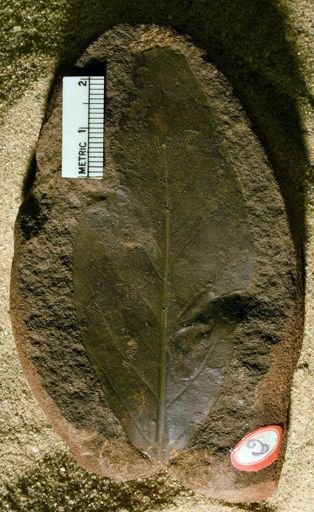 Ficus inaequalis