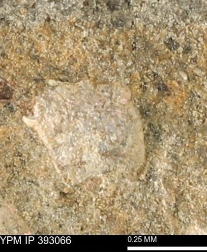 Scaphites sp.