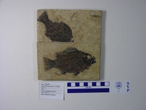 Priscacara liops