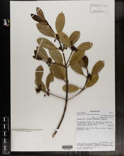 Plantae