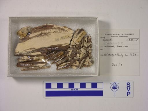 undet. Stratodontidae