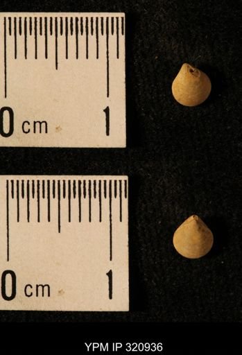 Dielasma elongatum