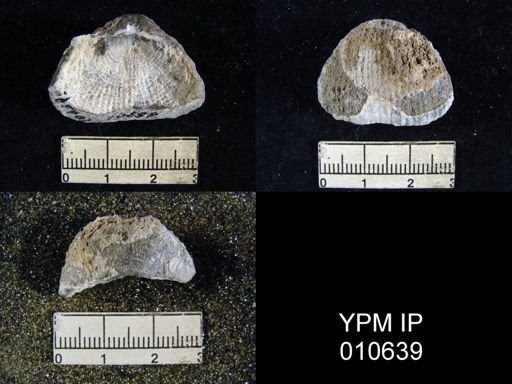 Productus inca