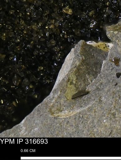undet. Bivalvia