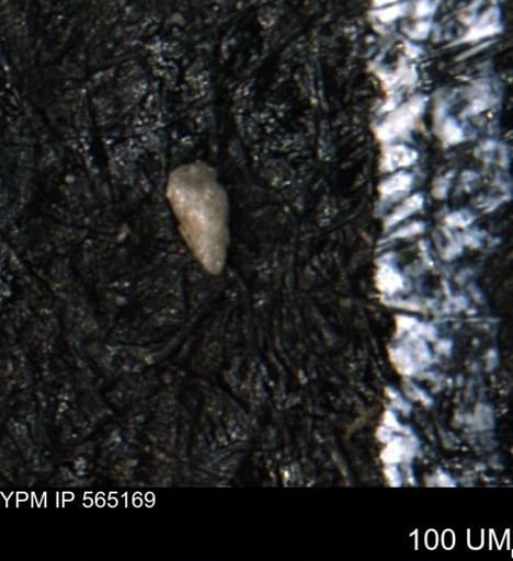 Verneuilinoides kansasensis