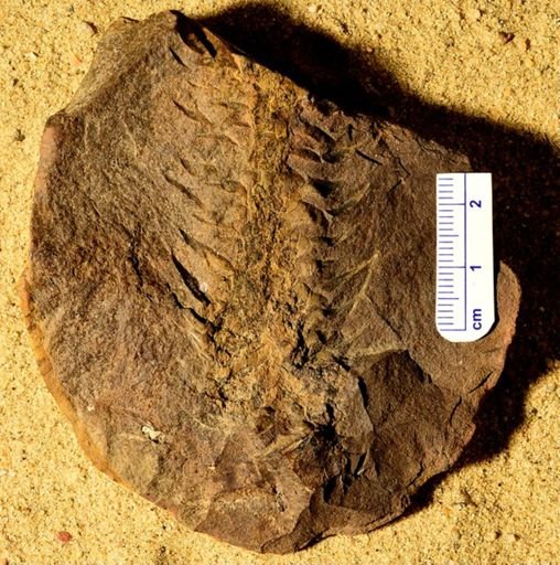 Lepidostrobus ovatifolius