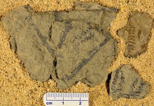 Barinophyton sp.