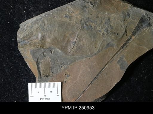 Eurypterus pittsfordensis