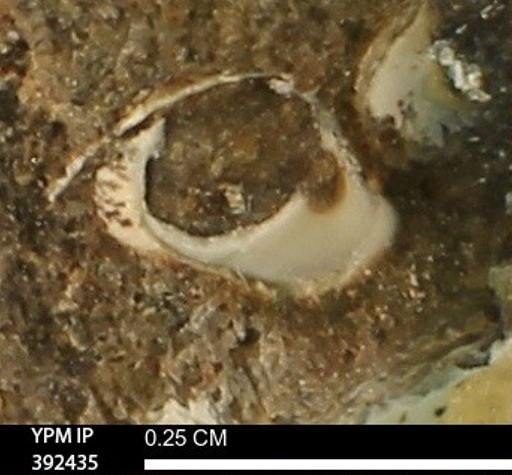 Protocardia subquadrata